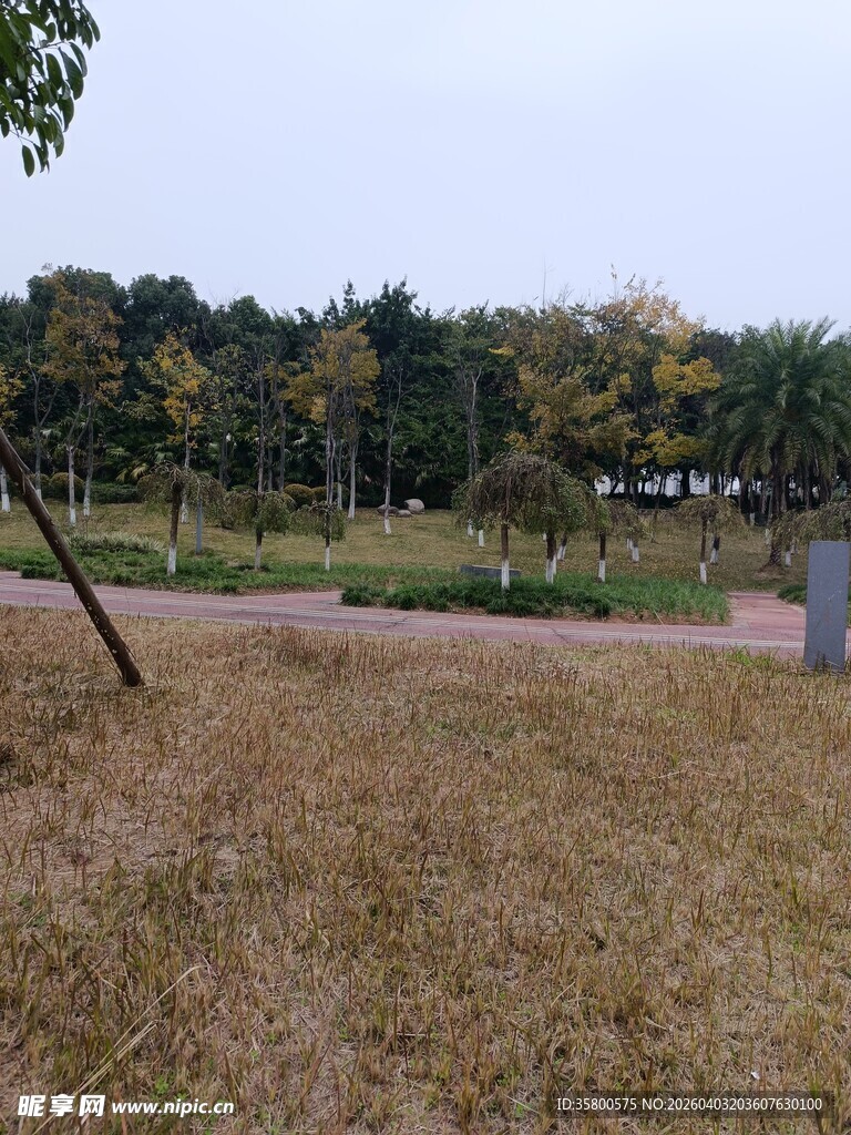 秋日郊野草地景观