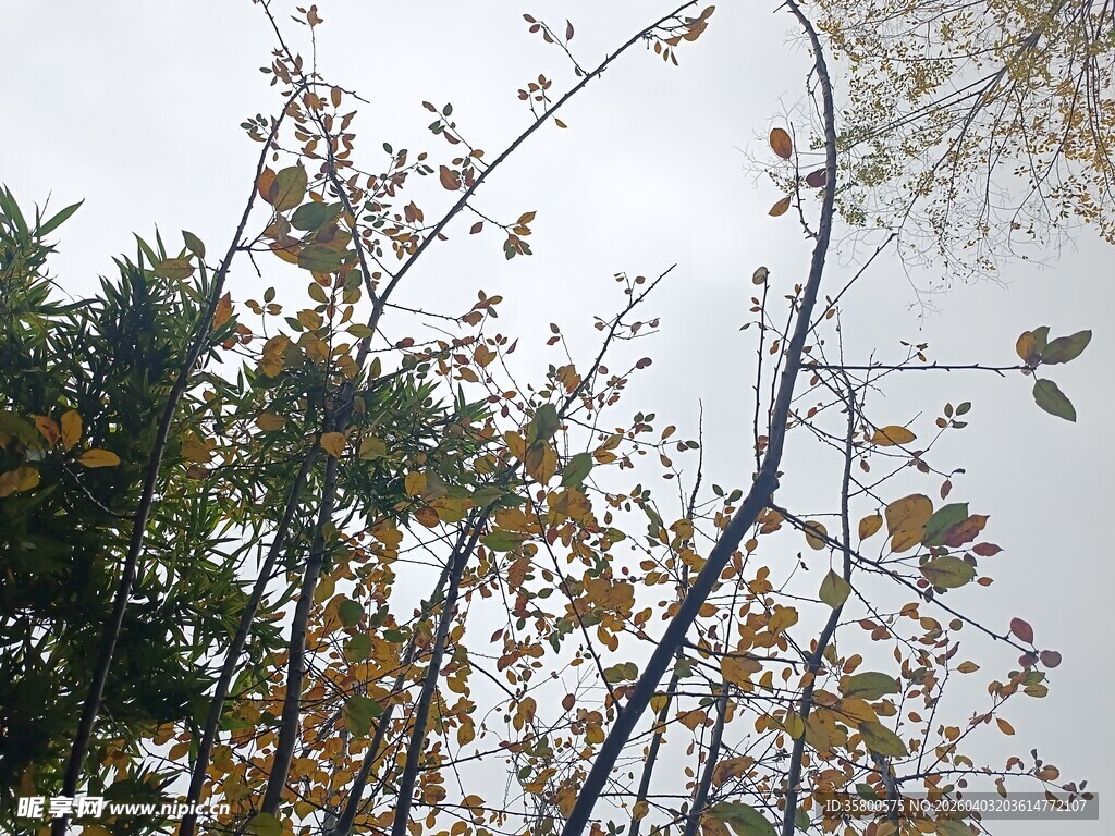 秋日树枝与灰白天空