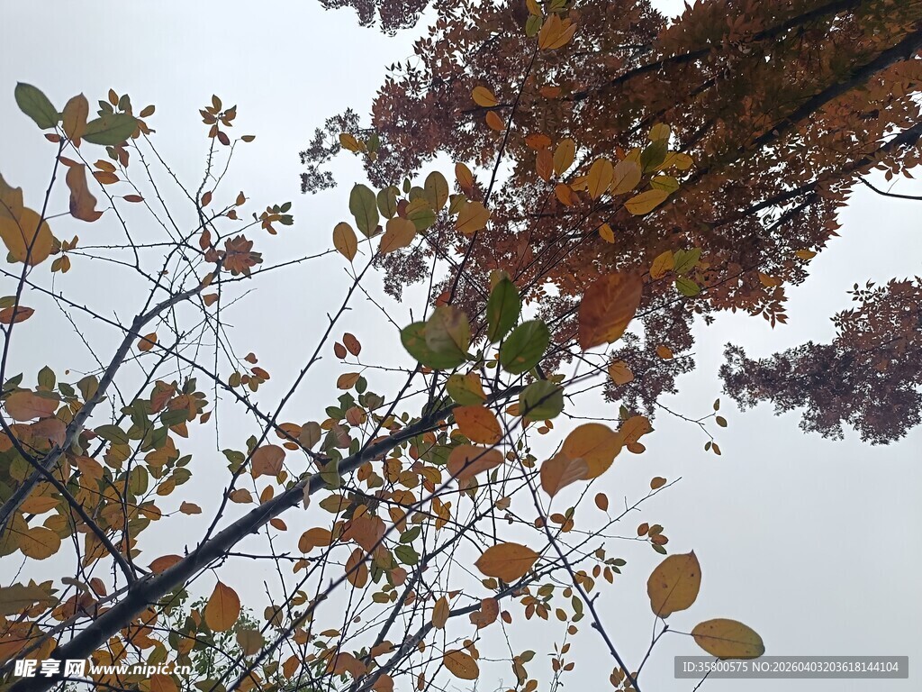 秋日树枝上的斑斓树叶