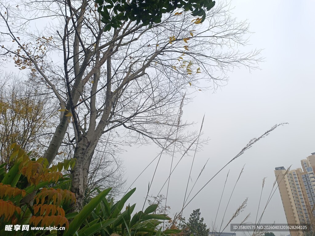 城市中萧瑟树木与高楼景象