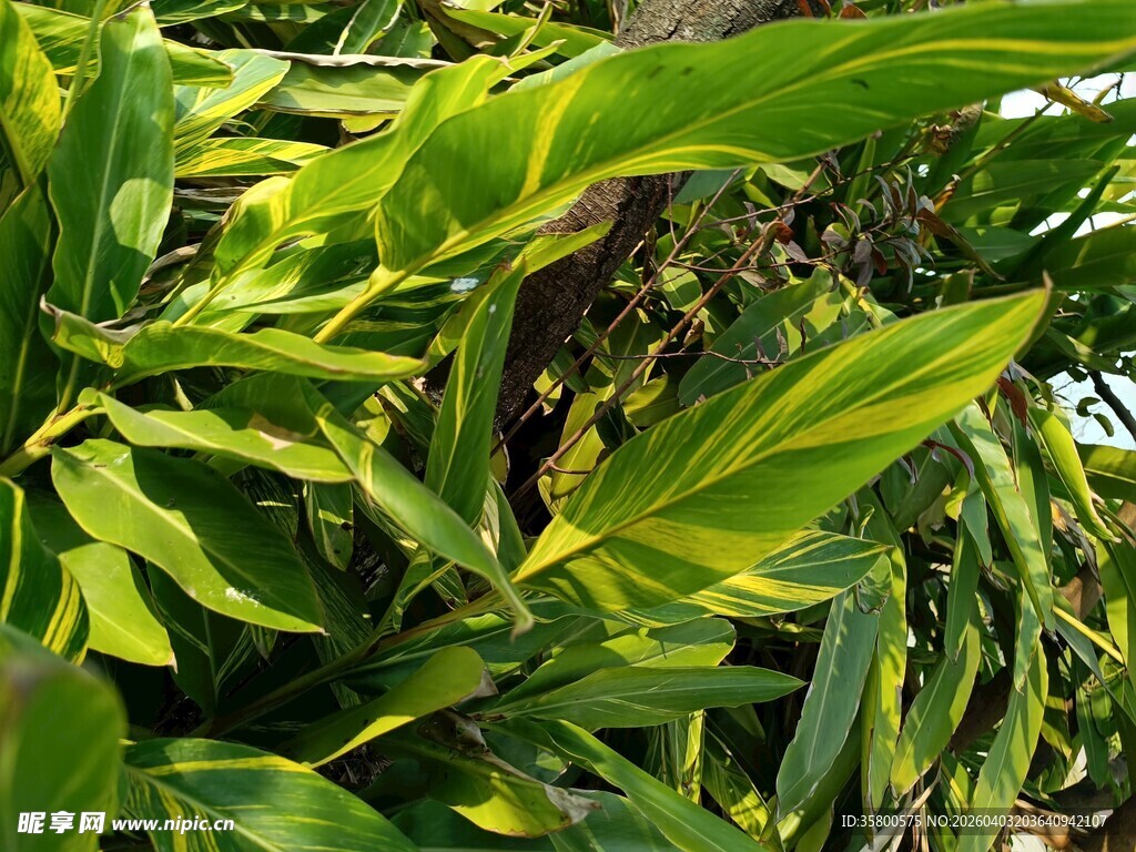翠绿繁茂的热带植物叶片