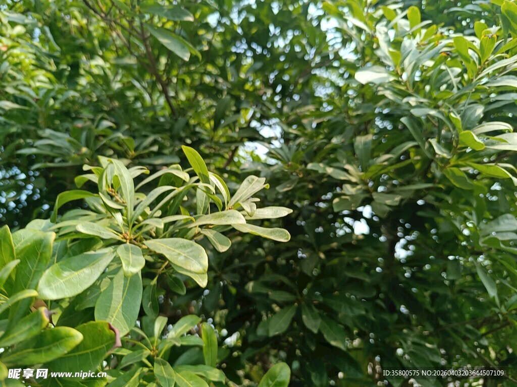 繁茂绿叶间的生机景象