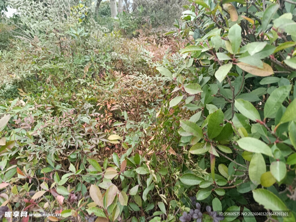 野外繁茂的绿色植物景观