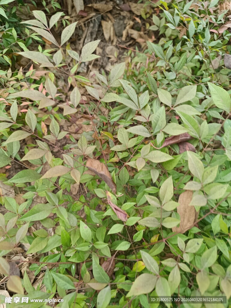 绿叶与红叶交织的植物景观