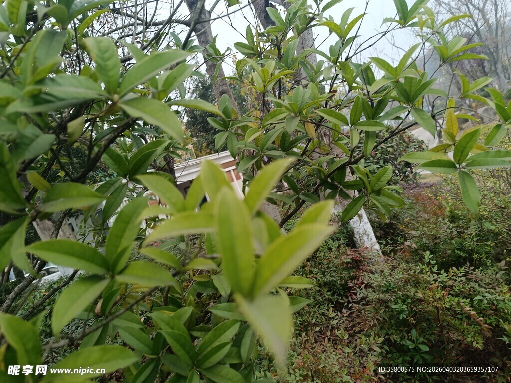 绿叶间的繁茂植物