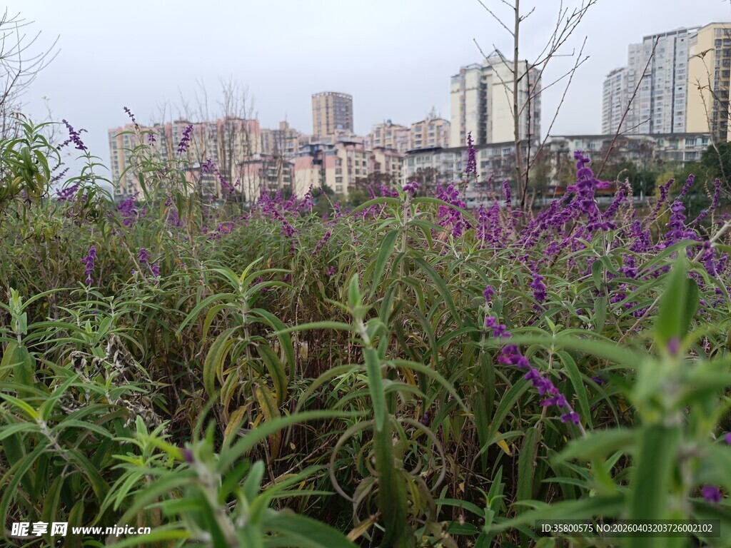 城市边的繁茂花草景观