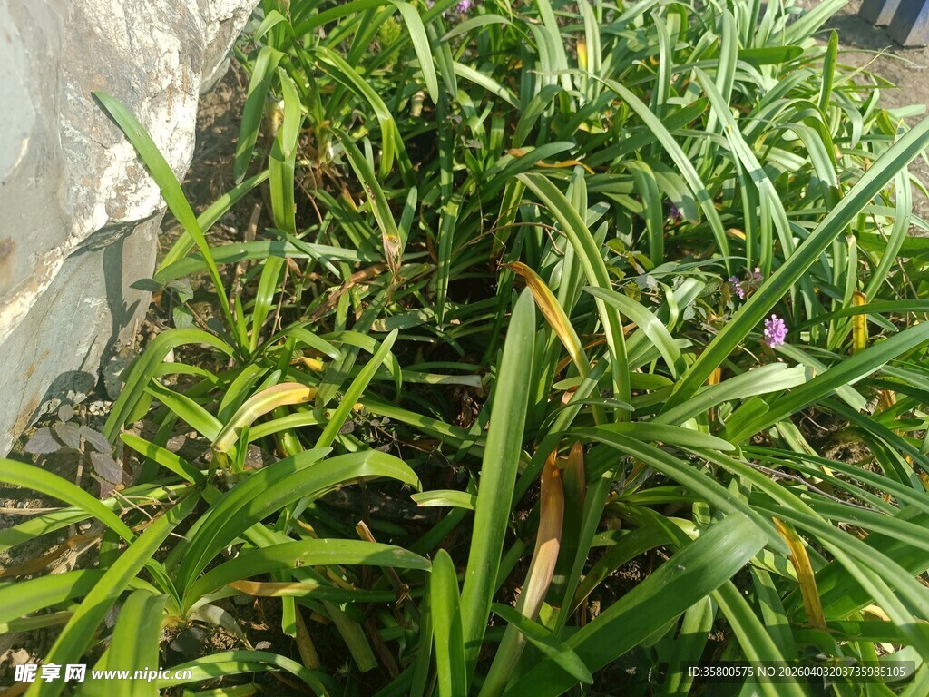 翠绿植物展示生机景象