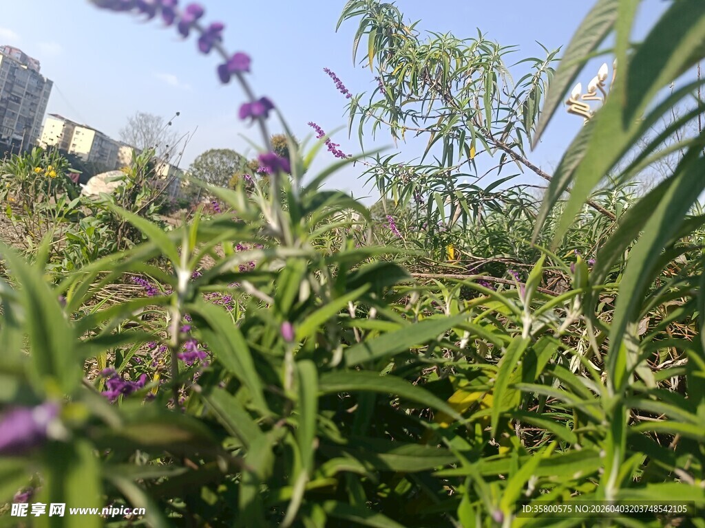 野外紫色花草与绿植景观