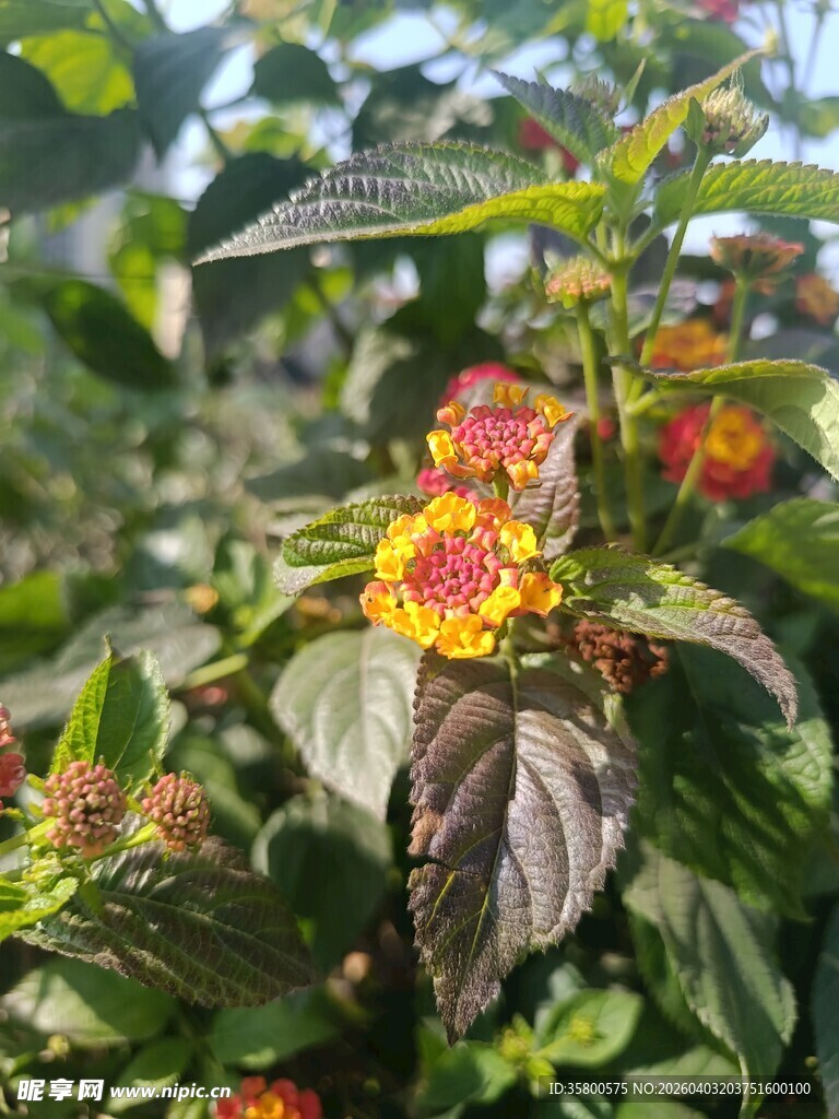 多彩花朵绽放绿叶间