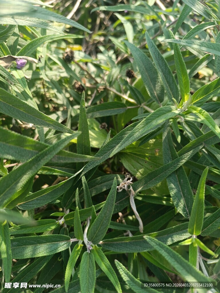 绿叶繁茂的植物景观