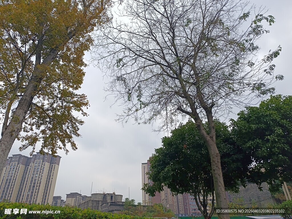 城市公园中的树木景观