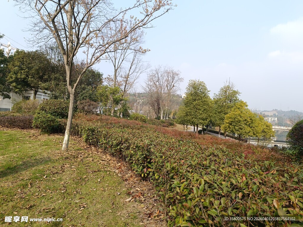 春日郊野绿植景观