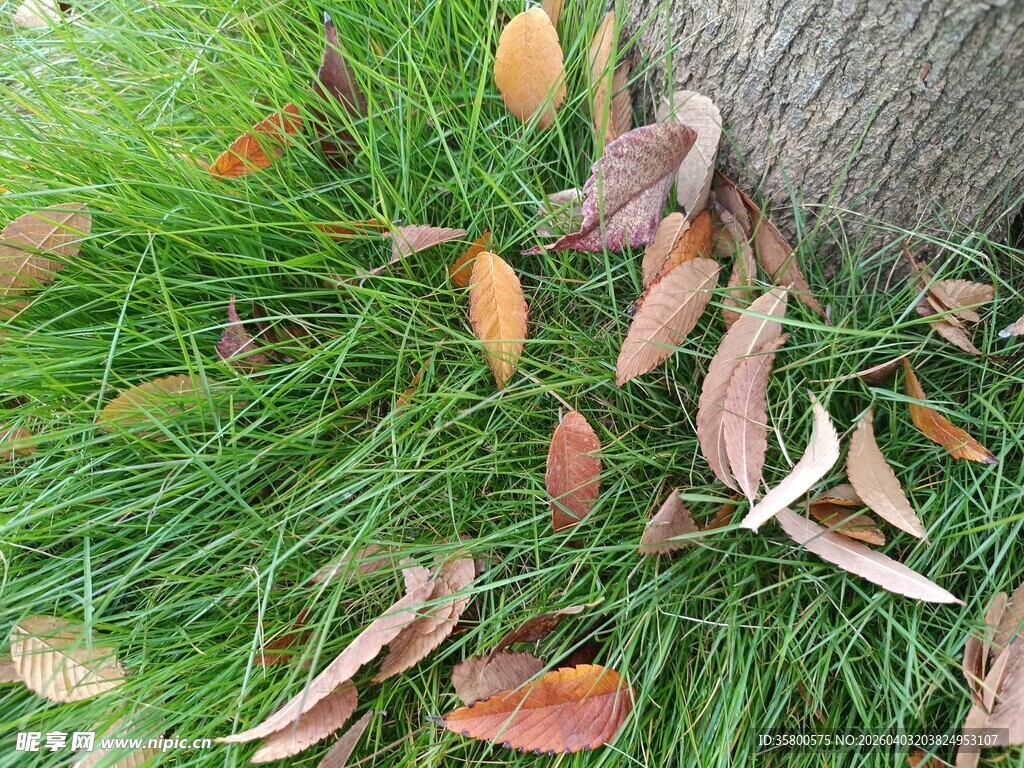 树下草地间的散落枯叶
