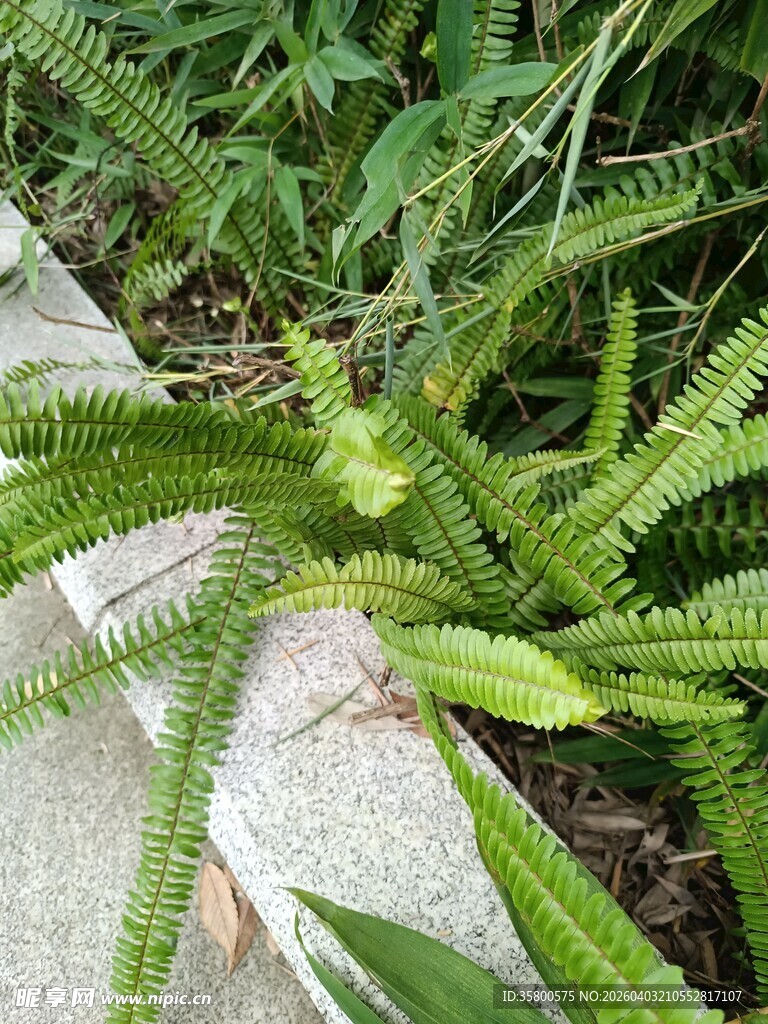翠绿蕨类植物生机勃勃