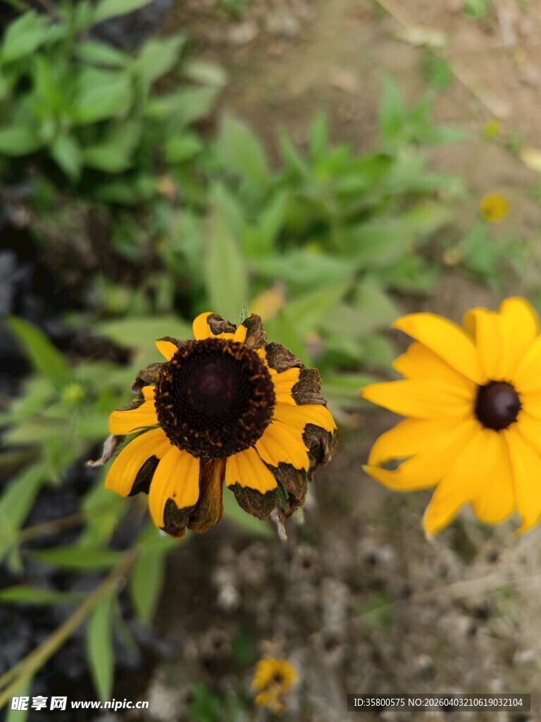 两朵明艳黑心金光菊