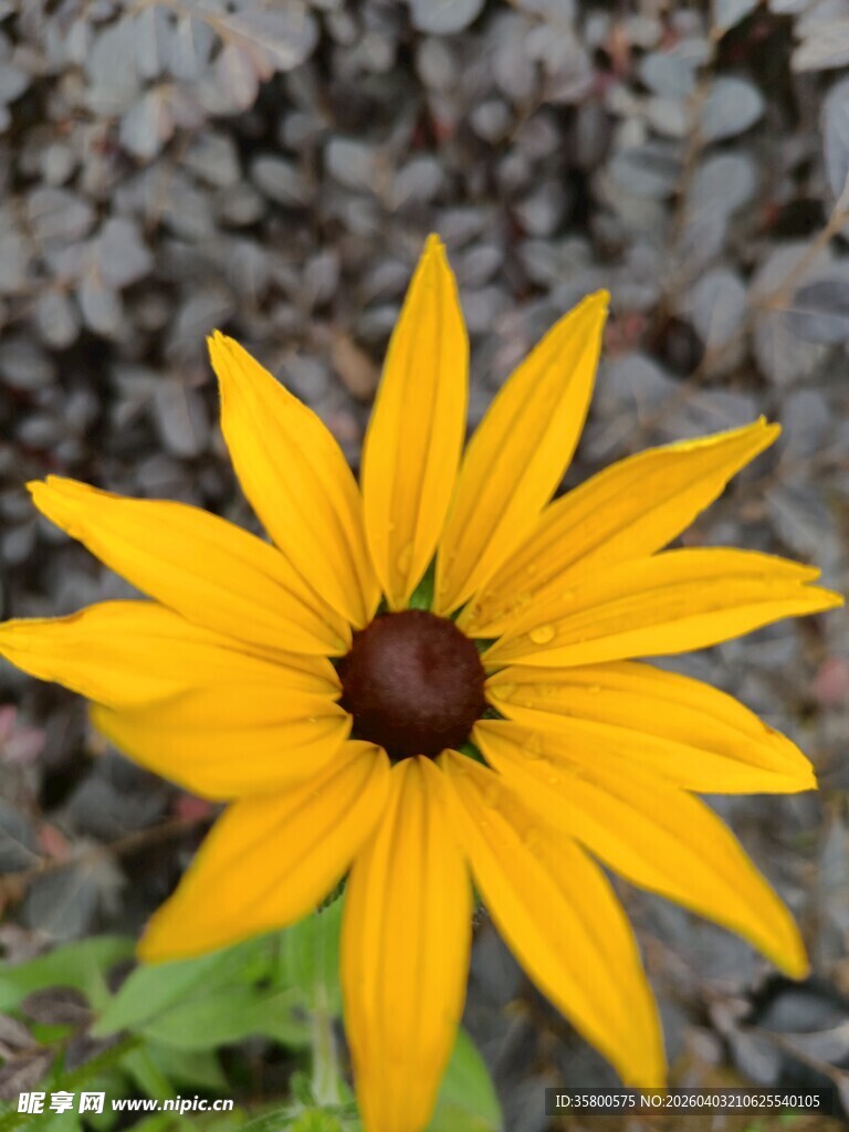 黄色黑心菊特写