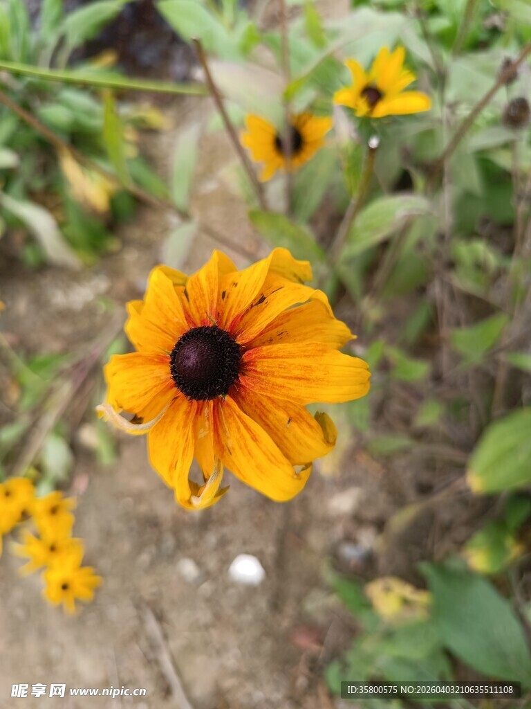 绽放的黑心金光菊