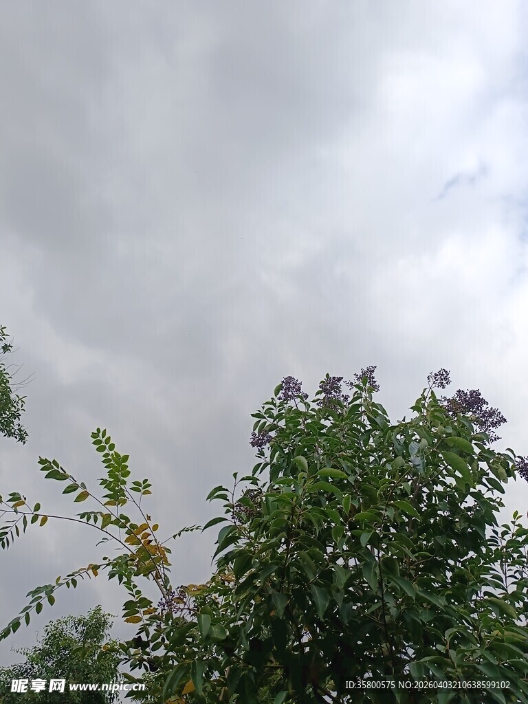 阴天中的绿植与天空