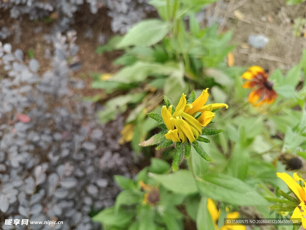 黄色小花与绿叶植物景观