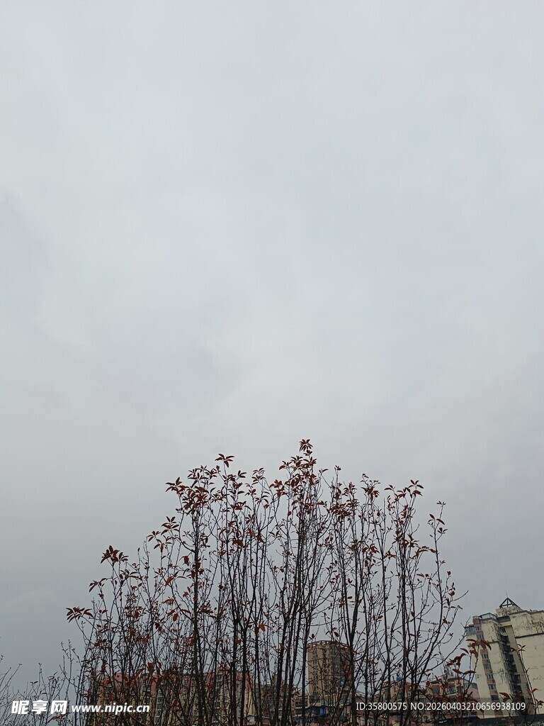 阴天中的枯树景象