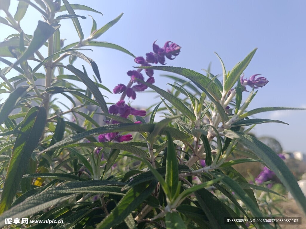 紫色花卉植物特写