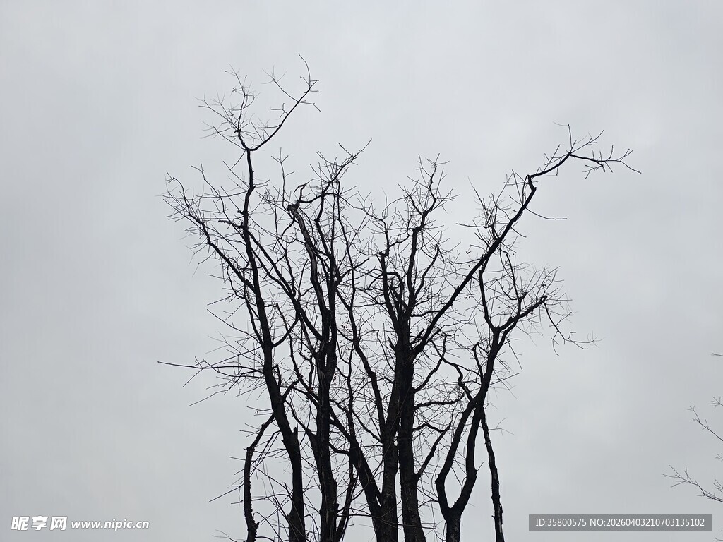 枯树挺立在灰白天空下