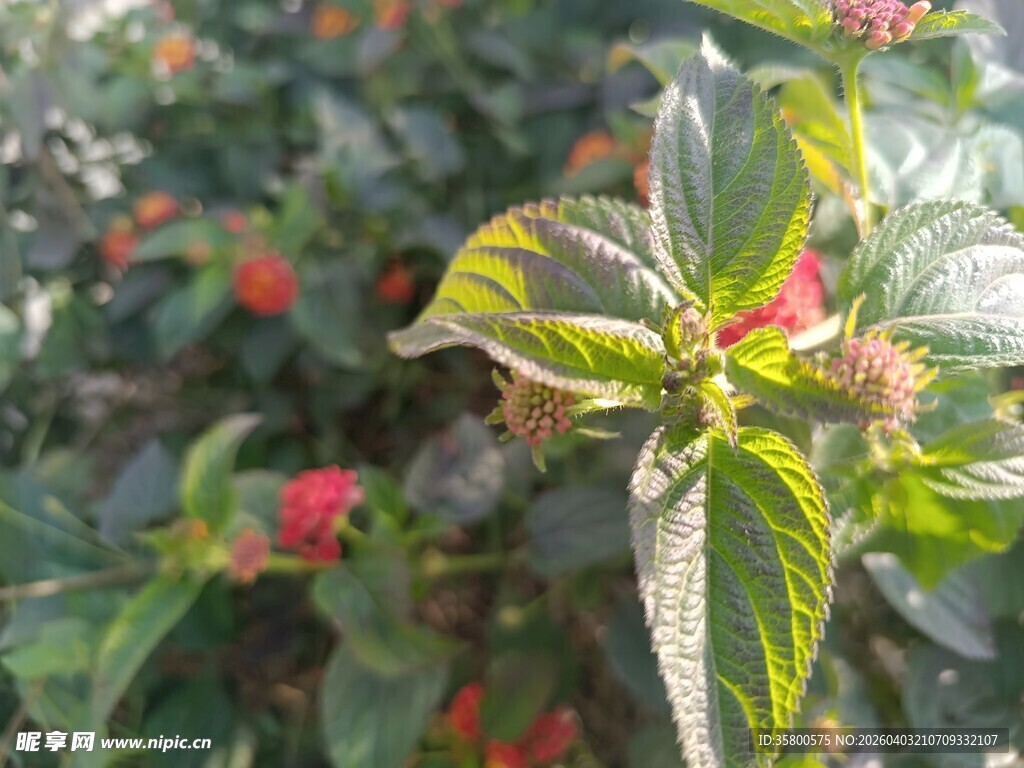 绿叶间的娇艳红色小花