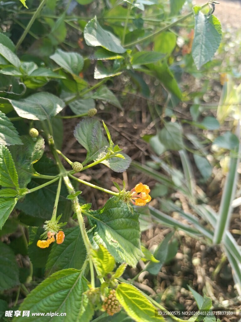 枝头绽放的黄色小花