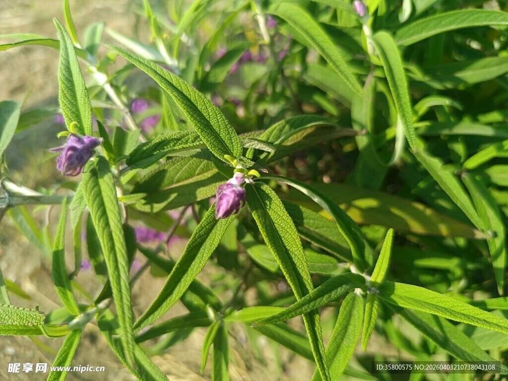 绿叶丛中的紫色小花