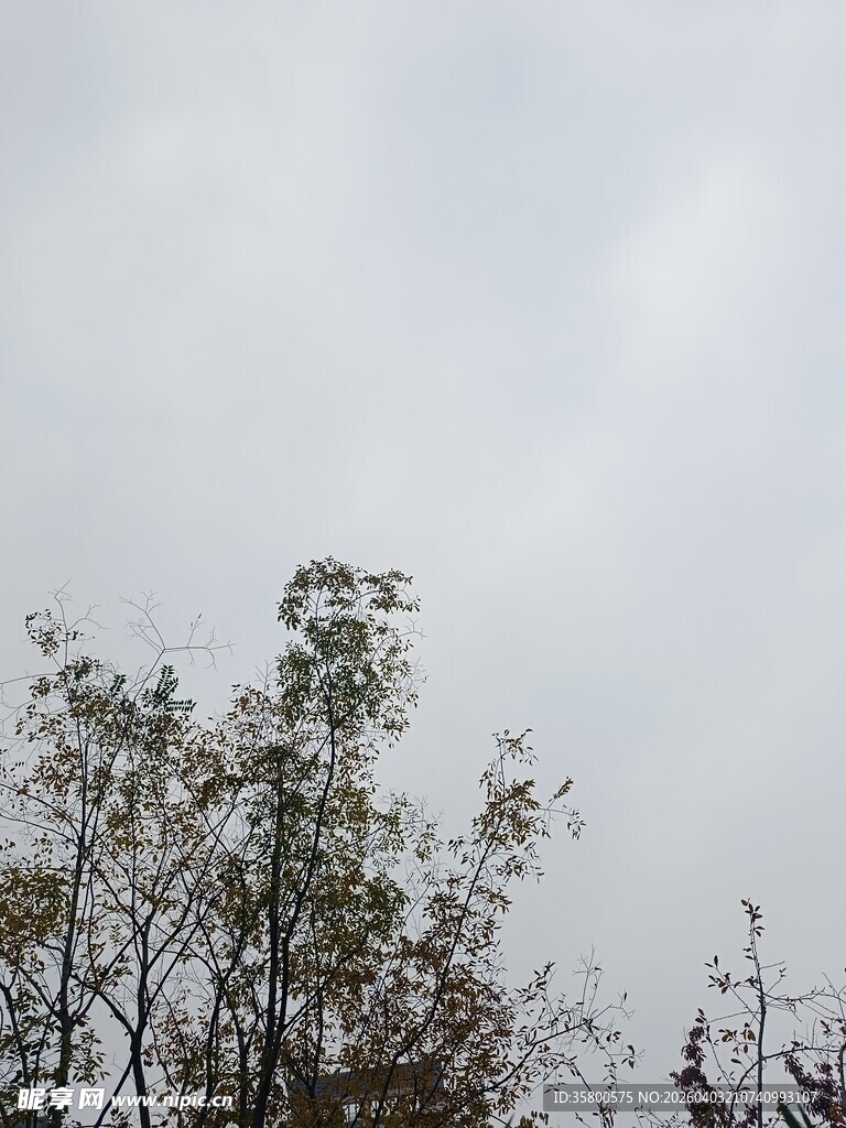 树梢上的灰白天空