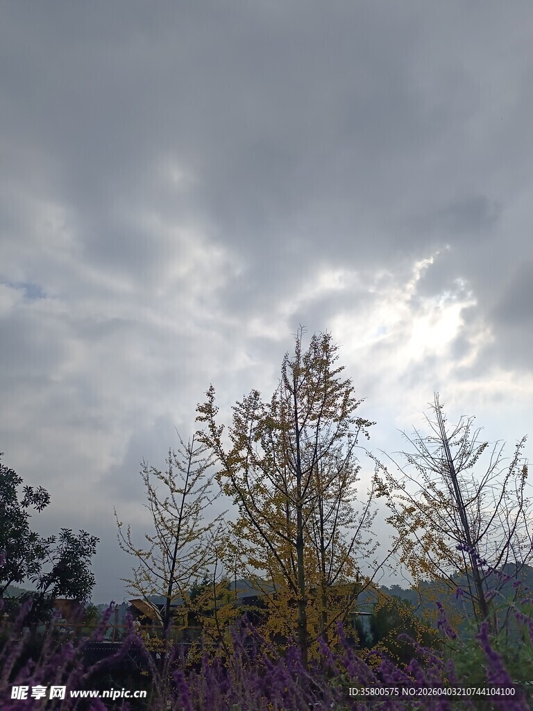 阴云下的秋日树林