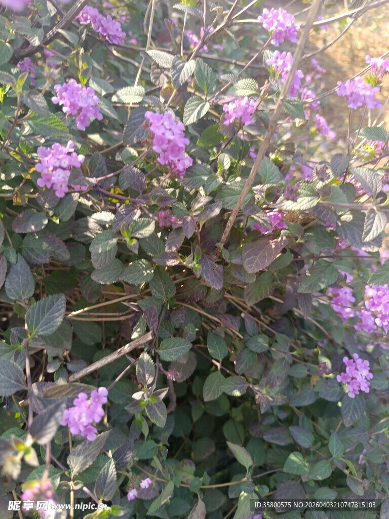 紫色小花绽放绿叶间