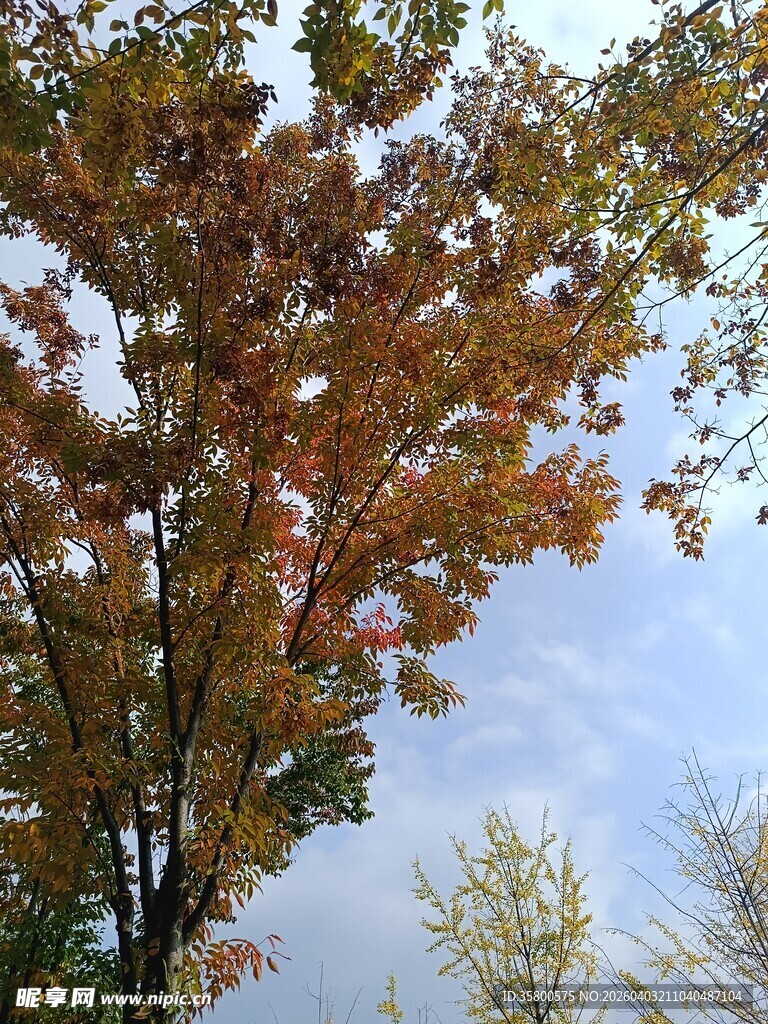 秋日斑斓树叶映蓝天