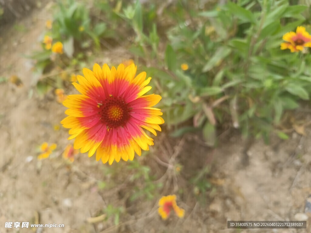 艳丽双色花朵绽放绿意间