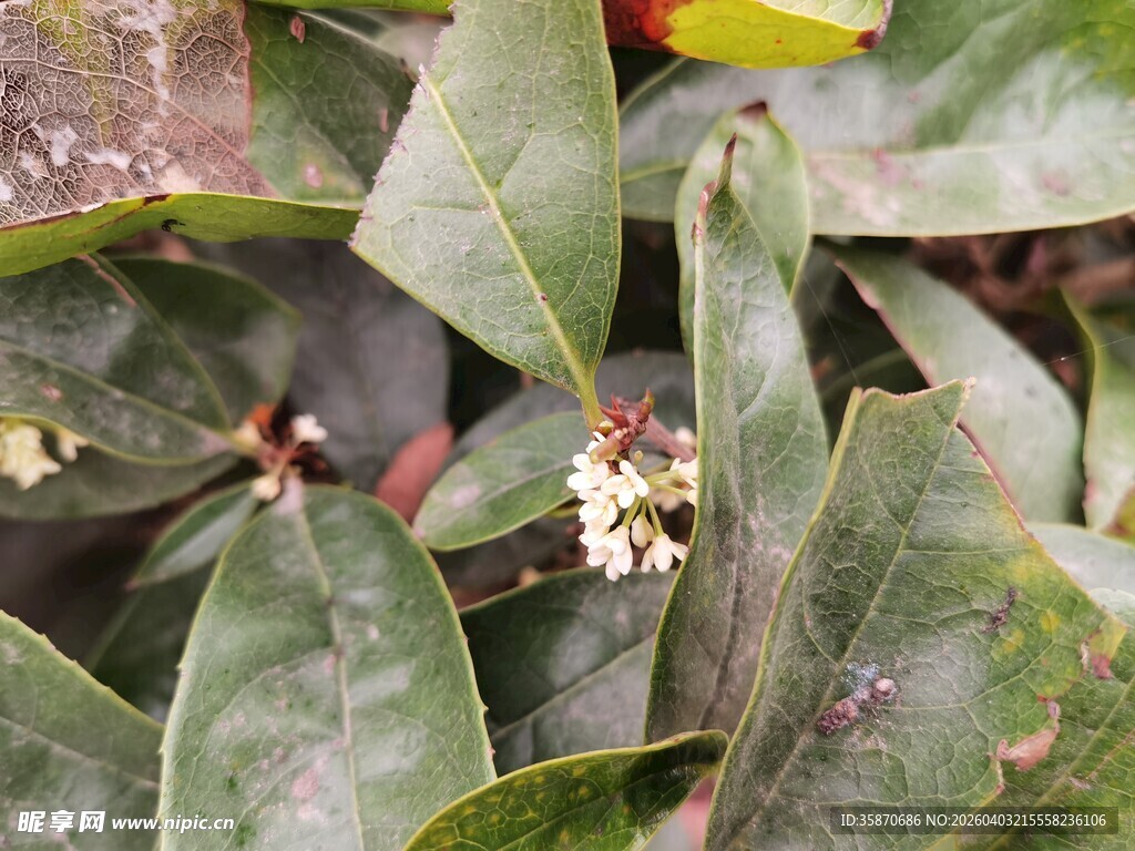 绿叶间的白色小花