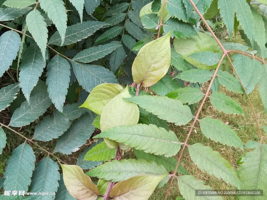 绿叶植物特写