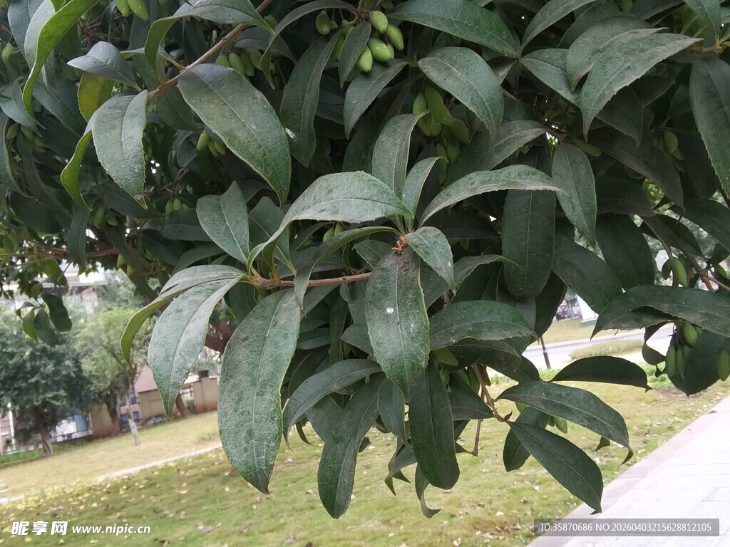 绿叶繁茂的树枝