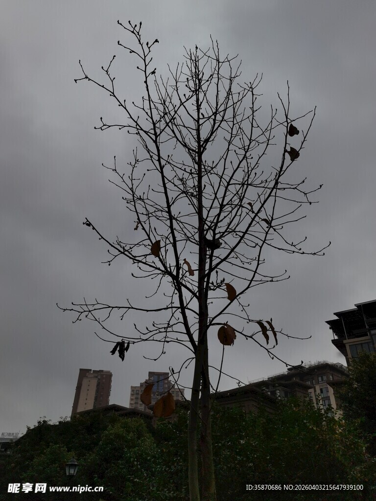 树上挂异物景象显杂乱