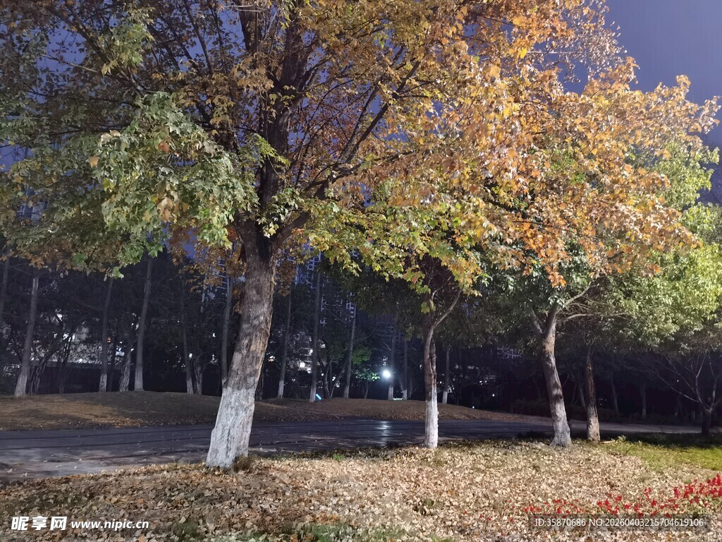 秋日公园树林景色