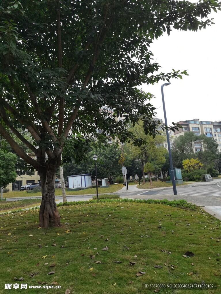 路边绿树草地景致
