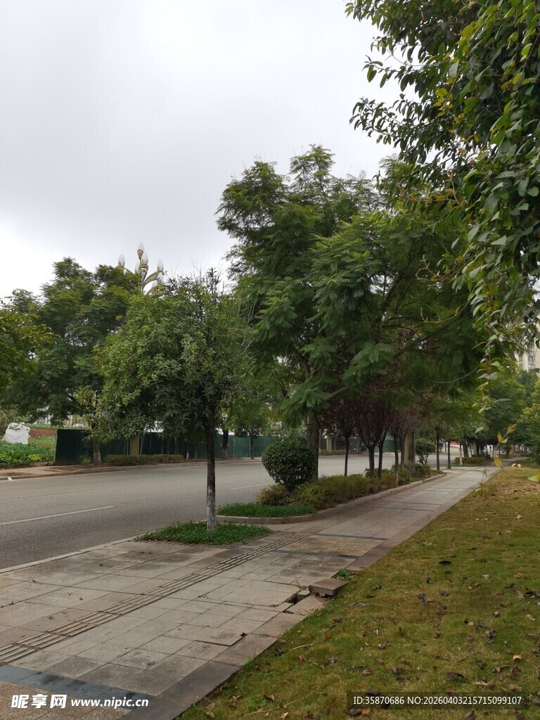 城市林荫道绿意盎然