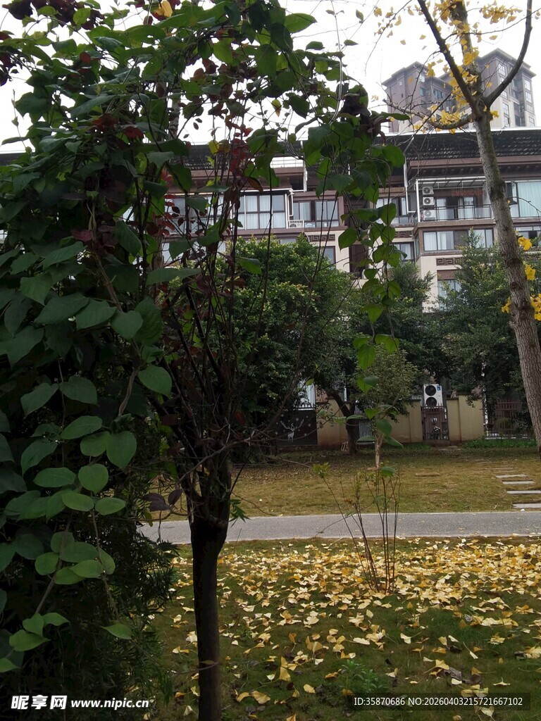 秋日庭院绿植与落叶景致