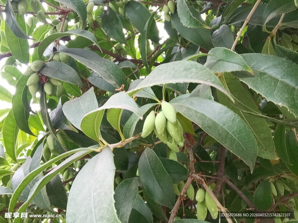 枝头绿叶间的桂树果实