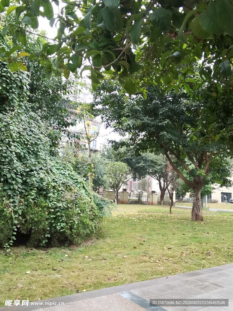 公园绿荫下的宁静景致