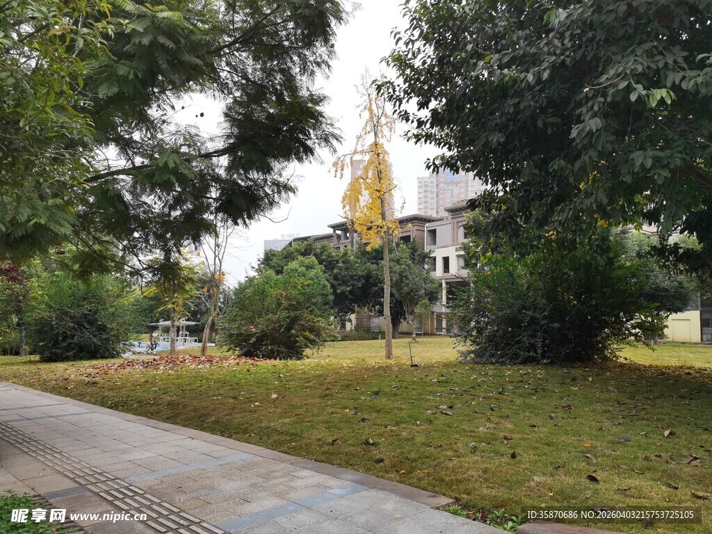 林间小路旁的静谧风景