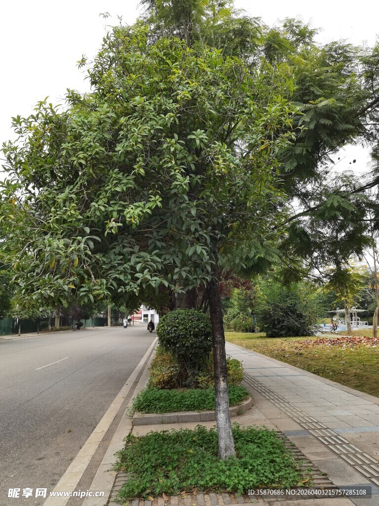 路边葱郁树木景观