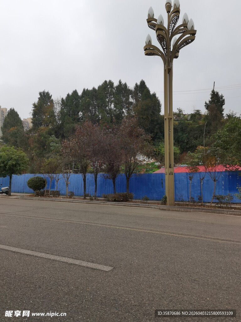 路边高大树木与蓝色围挡