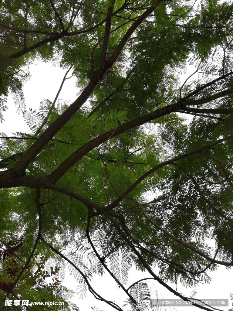 仰视葱郁树枝