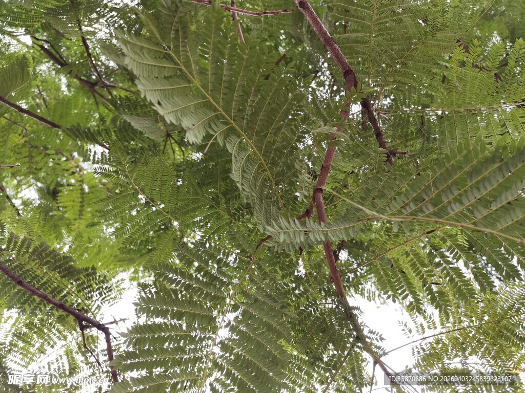 仰视茂密翠绿的树叶