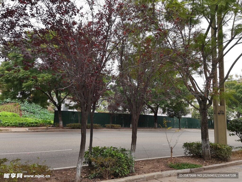 校园道路旁的绿树景观